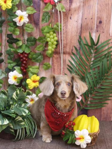 20230823桃ちゃん